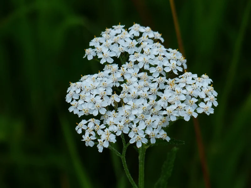 Gemeine Schafgarbe (Achillea millefolium)
