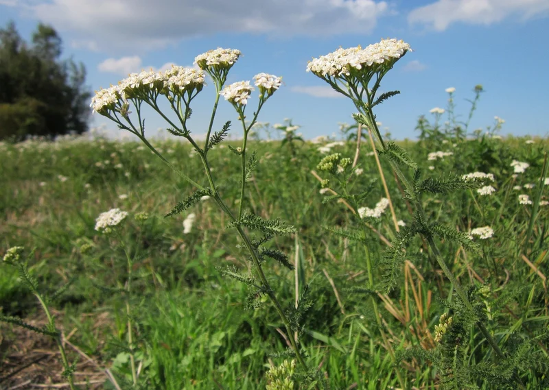 Gemeine Schafgarbe (Achillea millefolium)