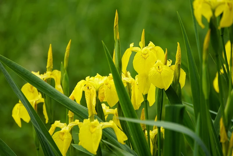 Gelbe Sumpf-Schwertlilie (Iris pseudacorus)