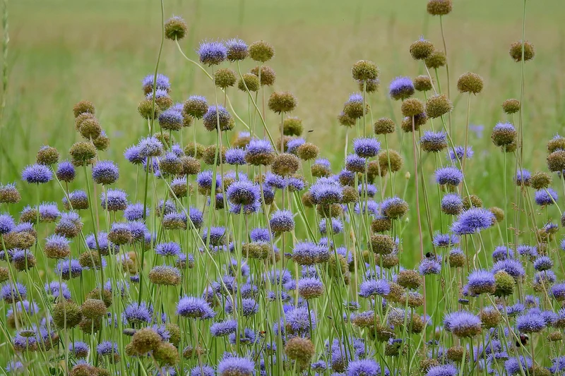 Berg-Sandglöckchen (Jasione montana)