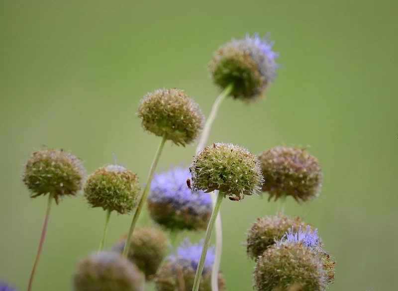 Berg-Sandglöckchen (Jasione montana)