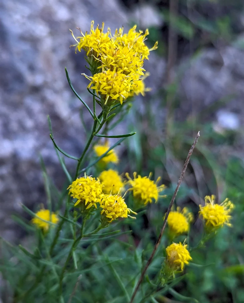 Goldhaar-Aster (Galatella linosyris)