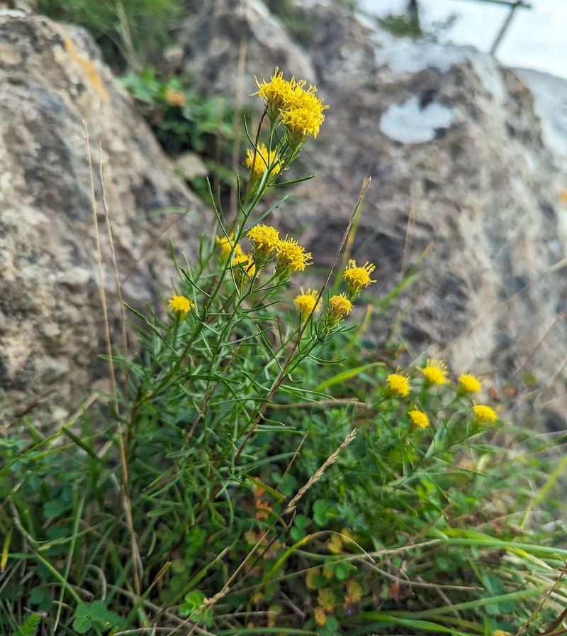 Goldhaar-Aster (Galatella linosyris)