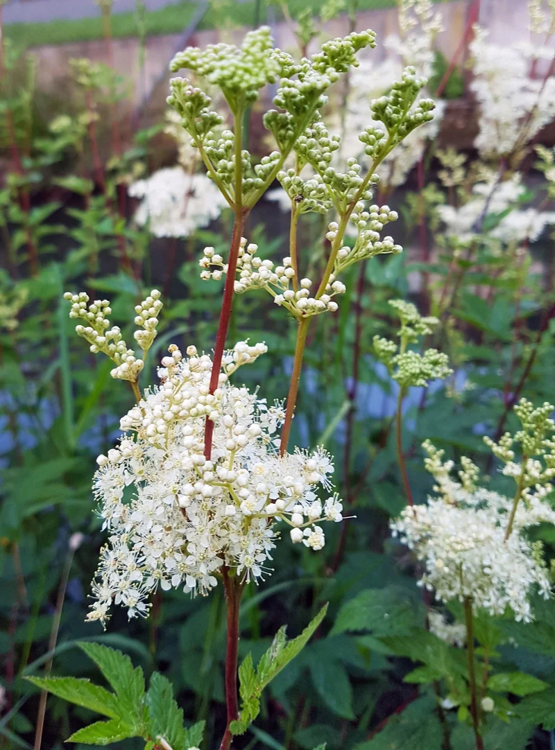 Echtes Mädesüß (Filipendula ulmaria)