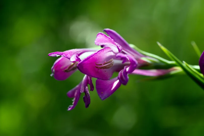 Dornige Hauhechel (Ononis spinosa)