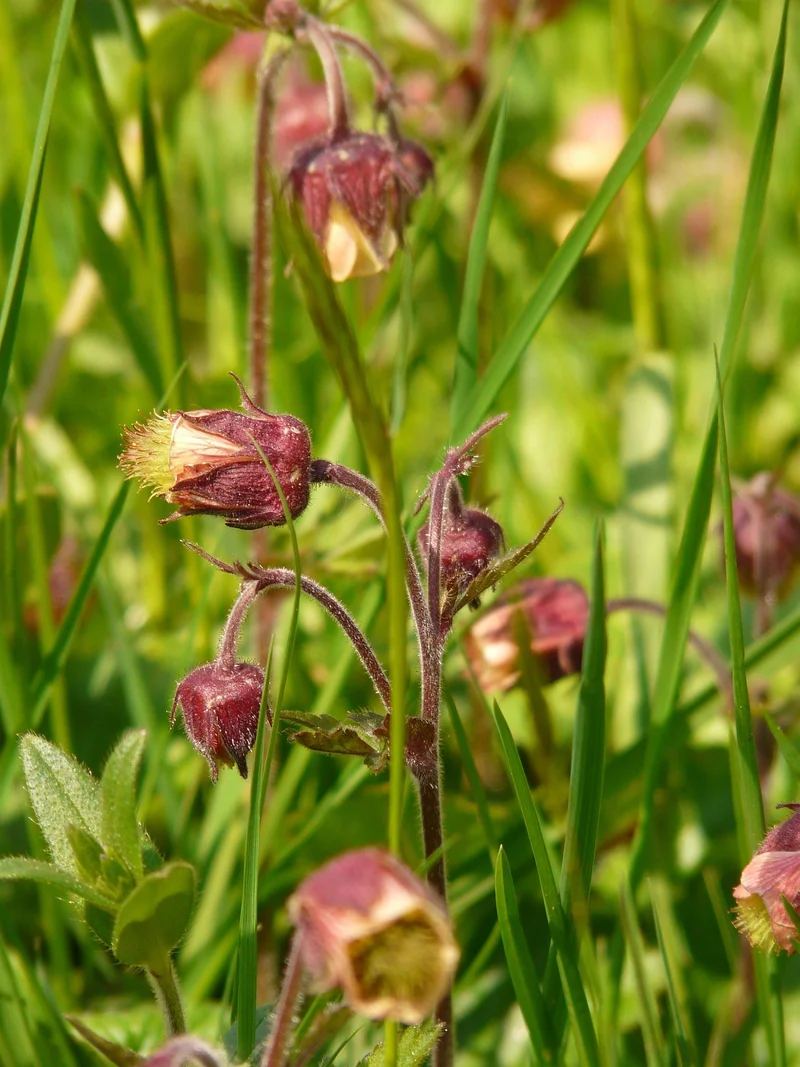Bach-Nelkenwurz (Geum rivale)