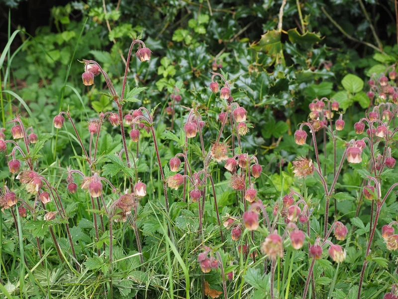 Bach-Nelkenwurz (Geum rivale)