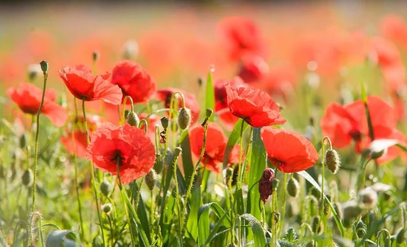 10000 Samen Klatschmohn Papaver rhoeas - Mohn Blume Blumenwiese Bienenwiese