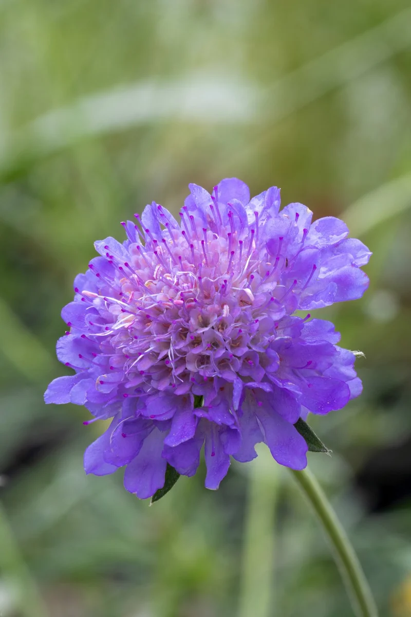 Blumensamen Set "Dreiklang Scabiosa"