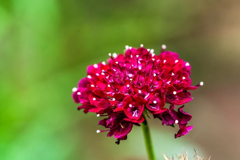 Rote Skabiose ‘Fire King’ – 50 Samen