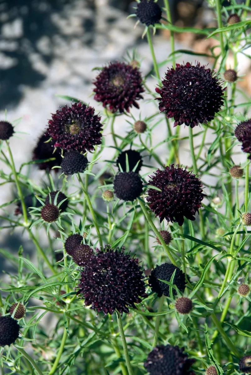 Schwarze Skabiose ‘Black Knight’ – 50 Samen