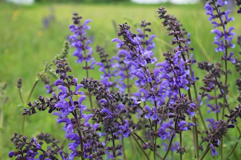 500 Samen Wiesen-Salbei Salvia pratensis