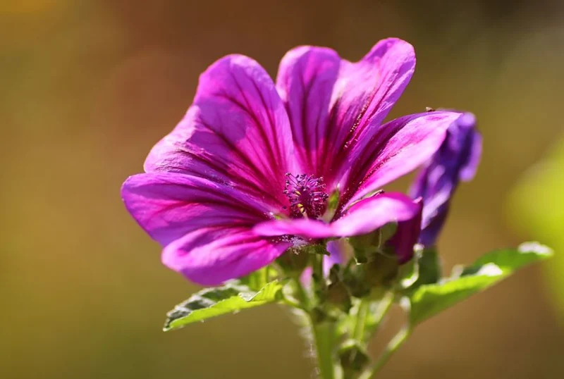 2000 Samen Wilde Malve Großpackung Malva sylvestris Käsepappel