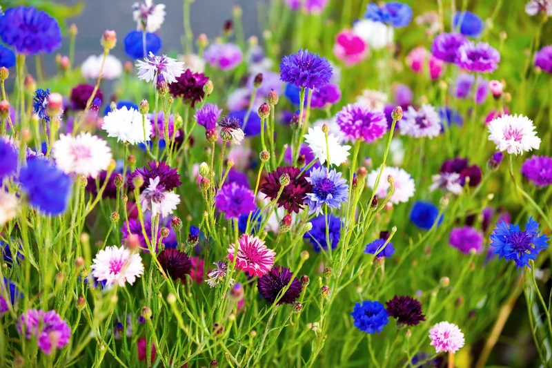 1000 Samen Niedrige Bunte Kornblumen Centaurea cyanus