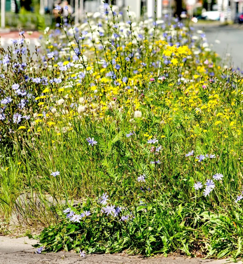 "Green Revolt" - Bienenblumen für Wilde Ecken 5qm