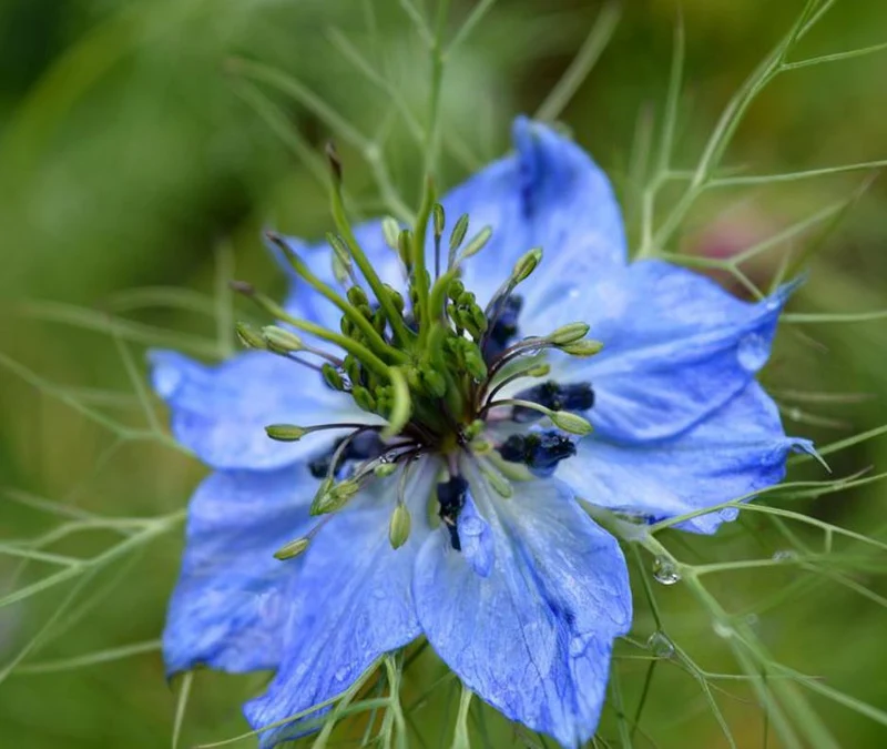 "Green Revolt" - Bienenblumen für Wilde Ecken 5qm