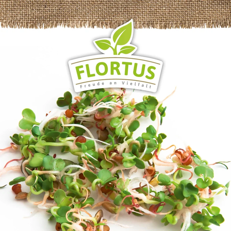 Keimsprossen Ruca-Salatrauke | BIO Keimsprossen von FLORTUS