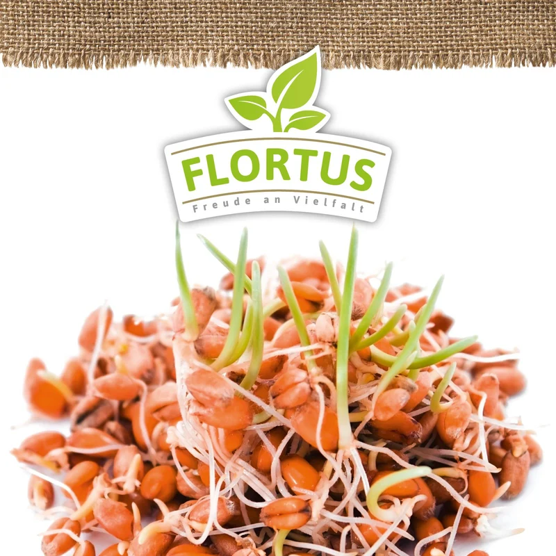 Keimsprossen Weizen | BIO Keimsprossen von FLORTUS