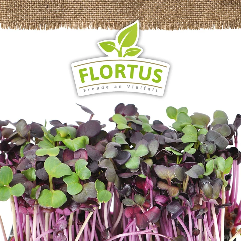 Keimsprossen Radies | BIO Keimsprossen von FLORTUS