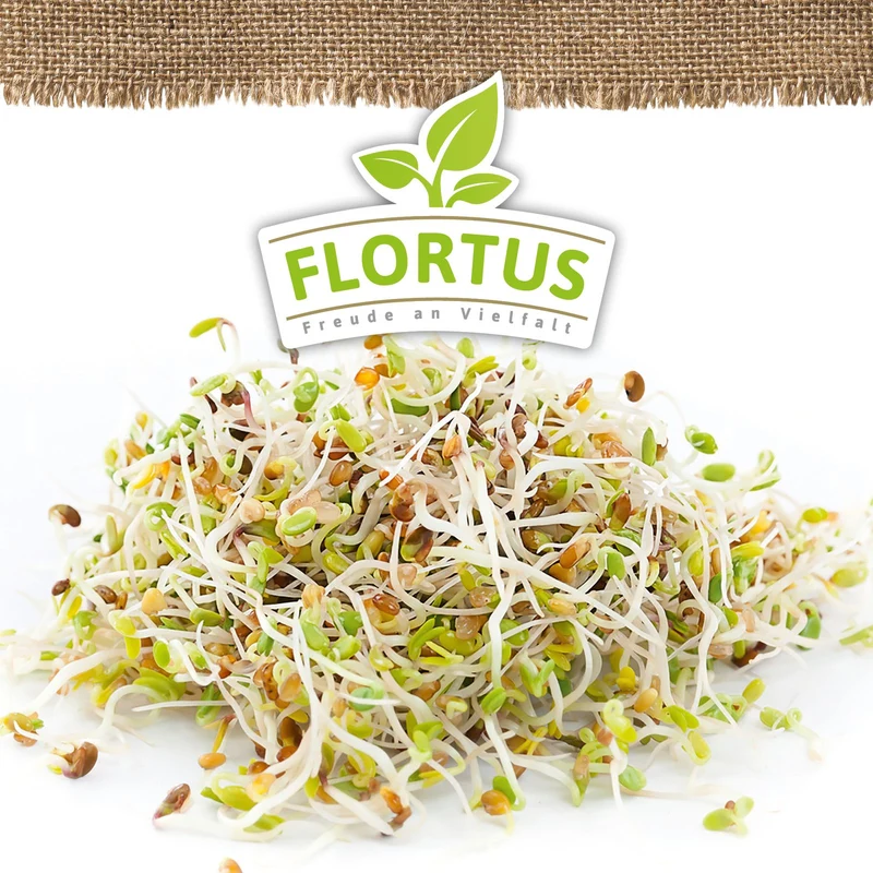 Keimsprossen Alfalfa | BIO Keimsprossen von FLORTUS
