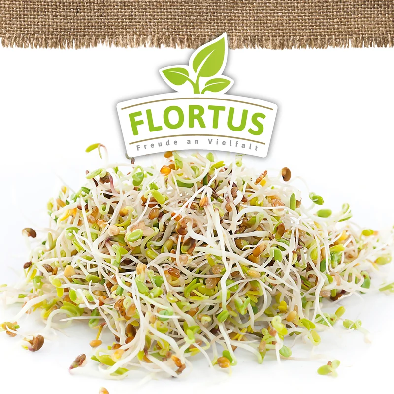 Keimsprossen Alfalfa | BIO Keimsprossen von FLORTUS