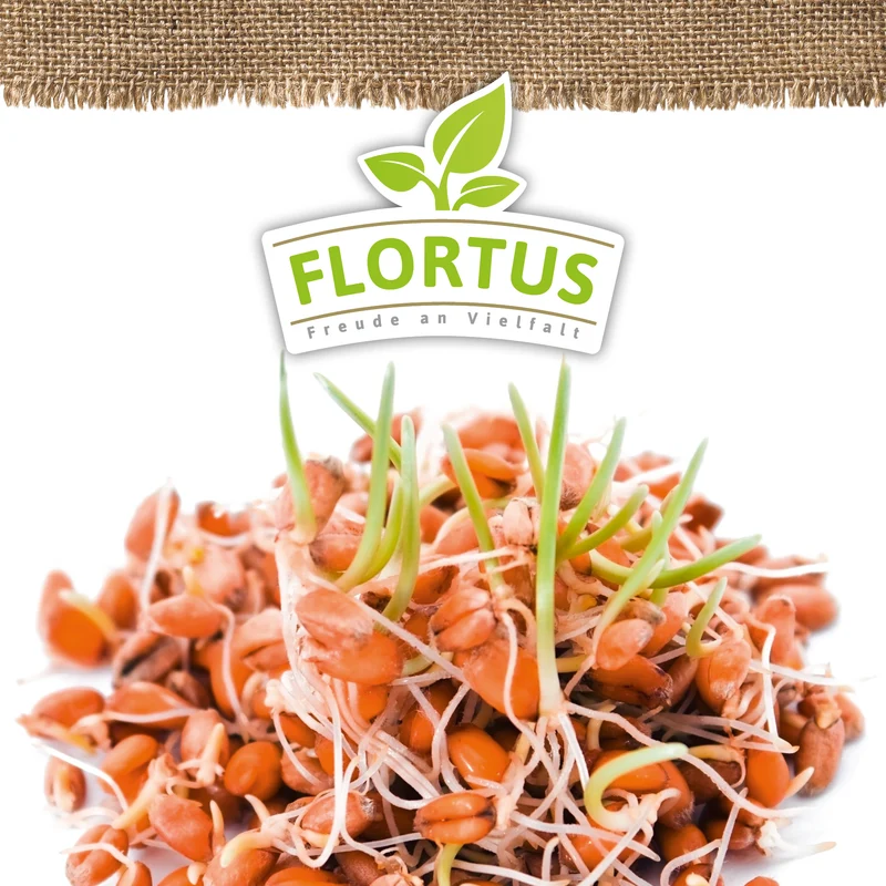 Keimsprossen Weizen | BIO Keimsprossen von FLORTUS