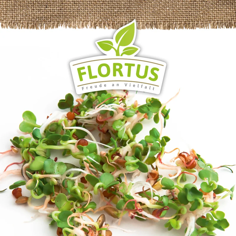 Keimsprossen Ruca-Salatrauke | BIO Keimsprossen von FLORTUS