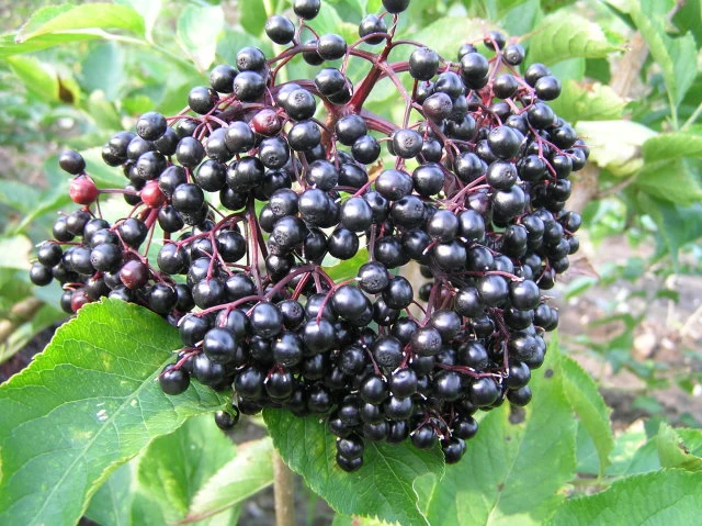 Schwarzer Holunder 'Korsor' (Sambucus Nigra 'Korsor')