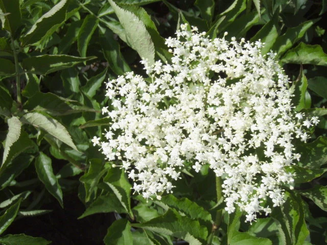 Schwarzer Holunder 'Korsor' (Sambucus Nigra 'Korsor')