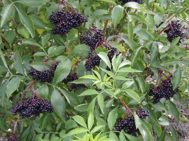 Schwarzer Holunder 'Korsor' (Sambucus Nigra 'Korsor')