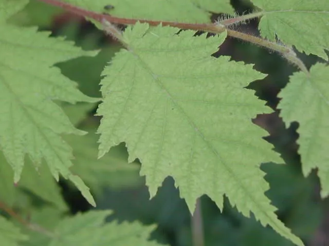 Geschlitzblättrige Haselnuss 'Heterophylla' (Corylus avellana 'Heterophylla')