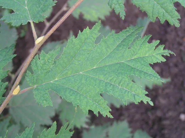 Geschlitzblättrige Haselnuss 'Heterophylla' (Corylus avellana 'Heterophylla')