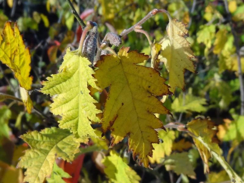 Geschlitzblättrige Haselnuss 'Heterophylla' (Corylus avellana 'Heterophylla')