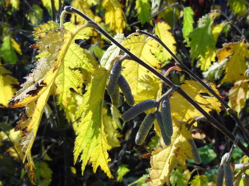 Geschlitzblättrige Haselnuss 'Heterophylla' (Corylus avellana 'Heterophylla')