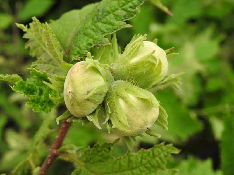 Geschlitzblättrige Haselnuss 'Heterophylla' (Corylus avellana 'Heterophylla')
