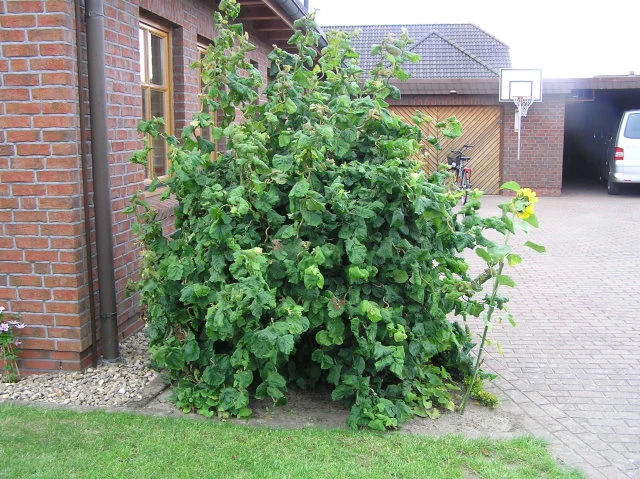 Korkenzieherhasel 'Contorta' (Corylus avellana 'Contorta')
