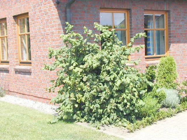 Korkenzieherhasel 'Contorta' (Corylus avellana 'Contorta')