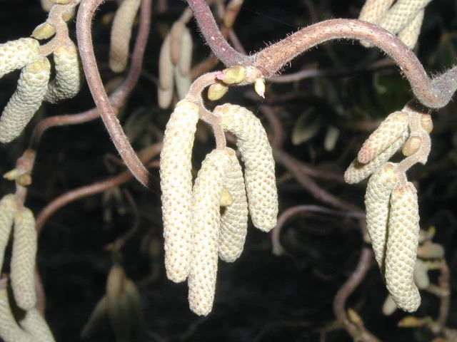 Korkenzieherhasel 'Contorta' (Corylus avellana 'Contorta')