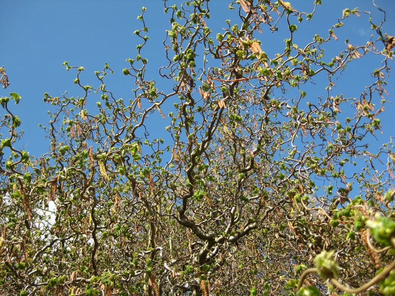 Korkenzieherhasel 'Contorta' (Corylus avellana 'Contorta')