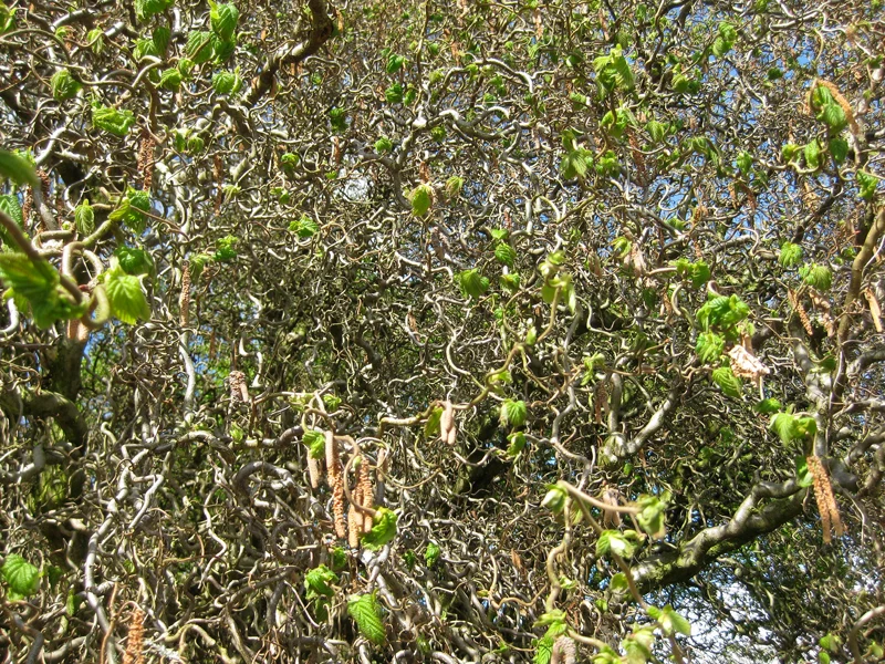 Korkenzieherhasel 'Contorta' (Corylus avellana 'Contorta')