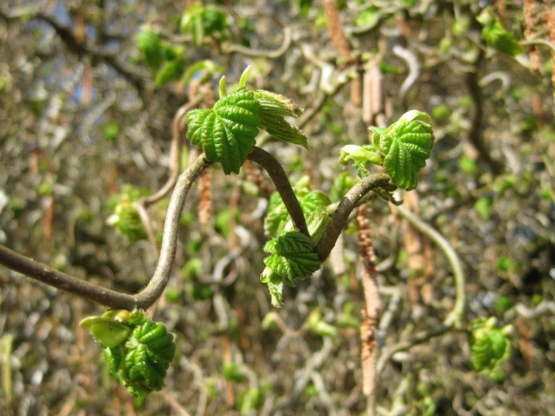 Korkenzieherhasel 'Contorta' (Corylus avellana 'Contorta')