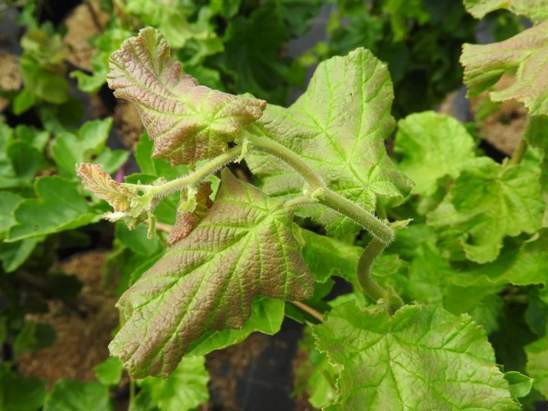 Korkenzieherhasel 'Twister' (Corylus avellana 'Twister')