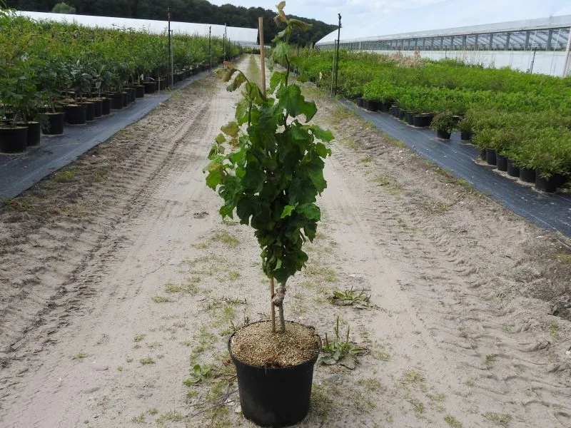 Korkenzieherhasel 'Twister' (Corylus avellana 'Twister')