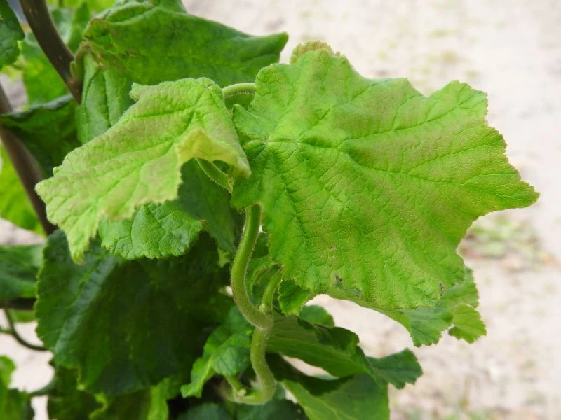 Korkenzieherhasel 'Twister' (Corylus avellana 'Twister')