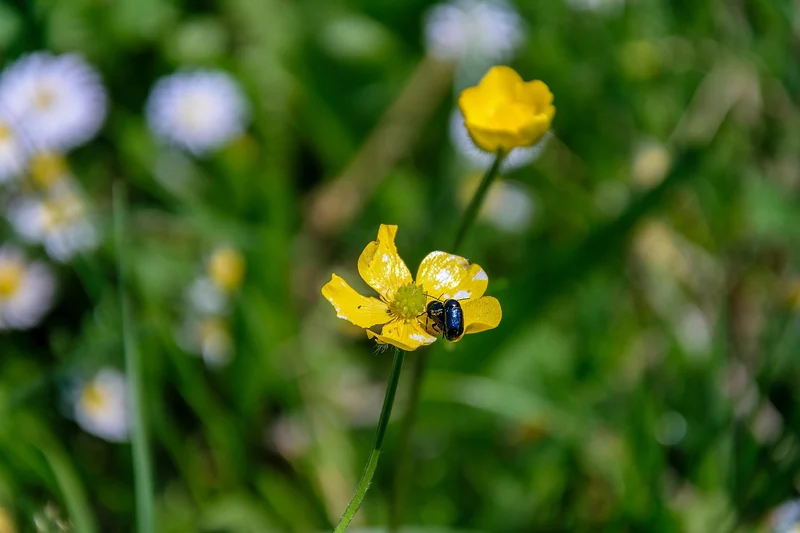 Knolliger Hahnenfuß (Ranunculus bulbosus)