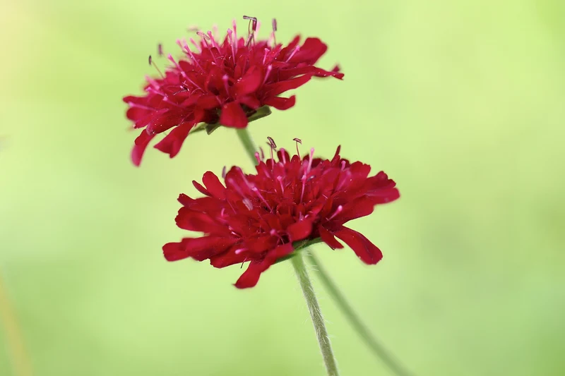 Mazedonische Witwenblume (Knautia macedonia)