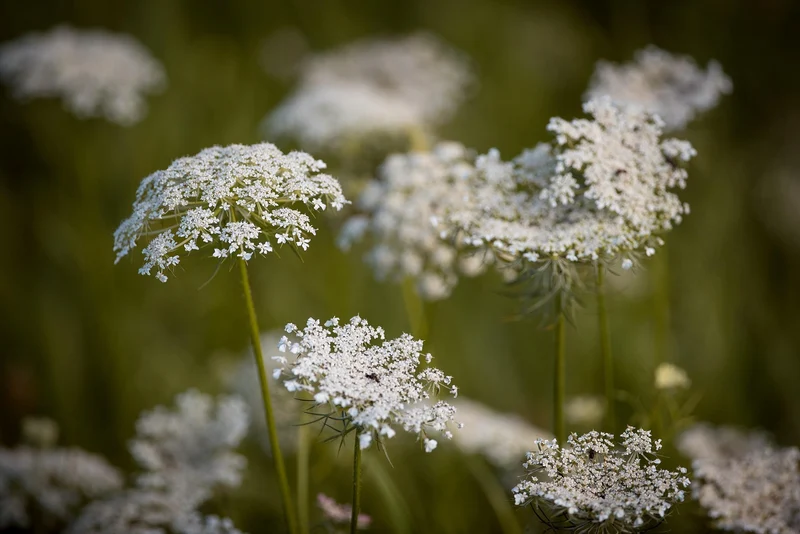 Wilde Möhre (Daucus carota)