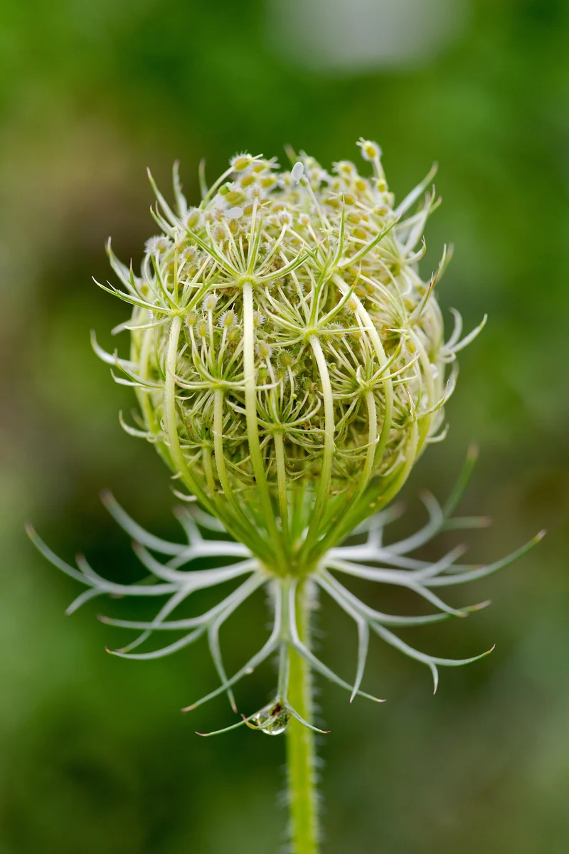 Wilde Möhre (Daucus carota)