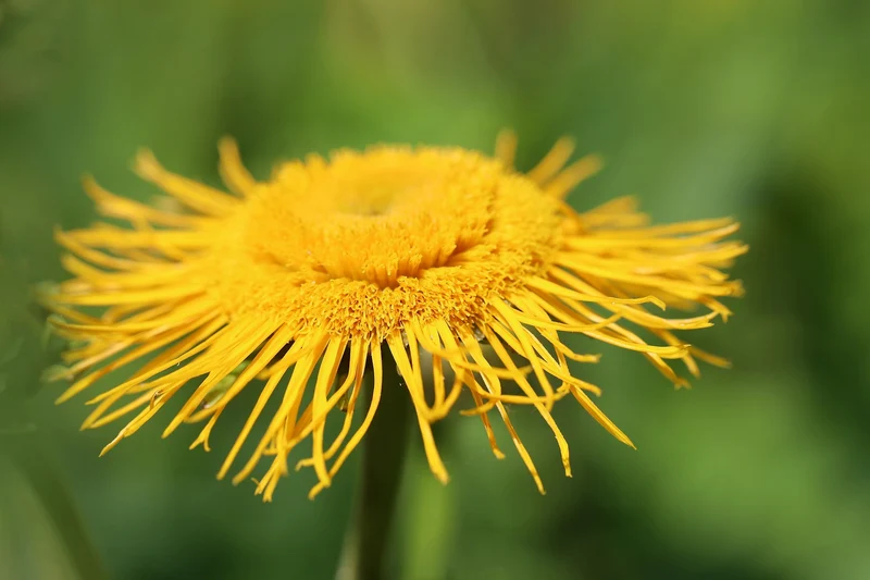 Echter Alant (Inula helenium)