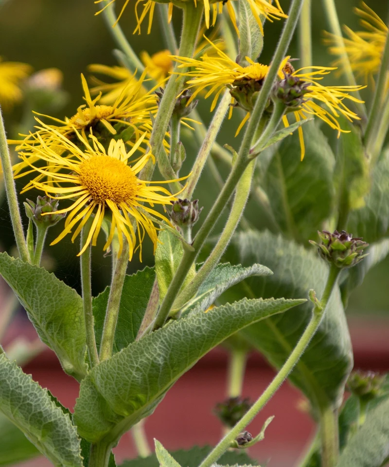 Echter Alant (Inula helenium)